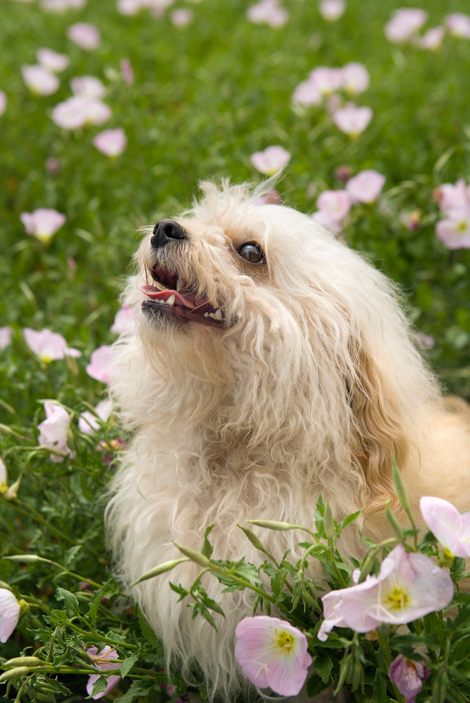 Doggy Dozen Products for April 2016
