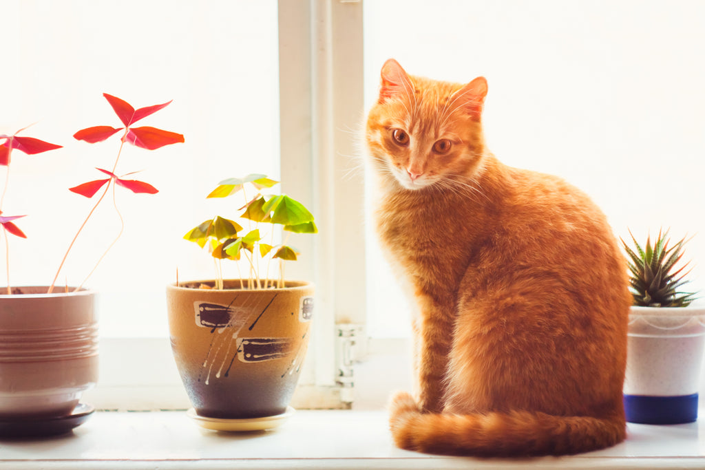 Kitty (Doggy) Dozen for September 2016