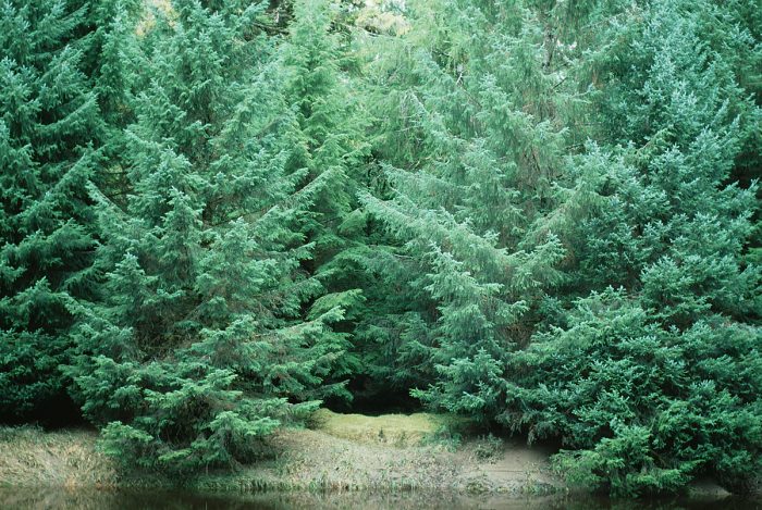 Christmas Tree Feedback