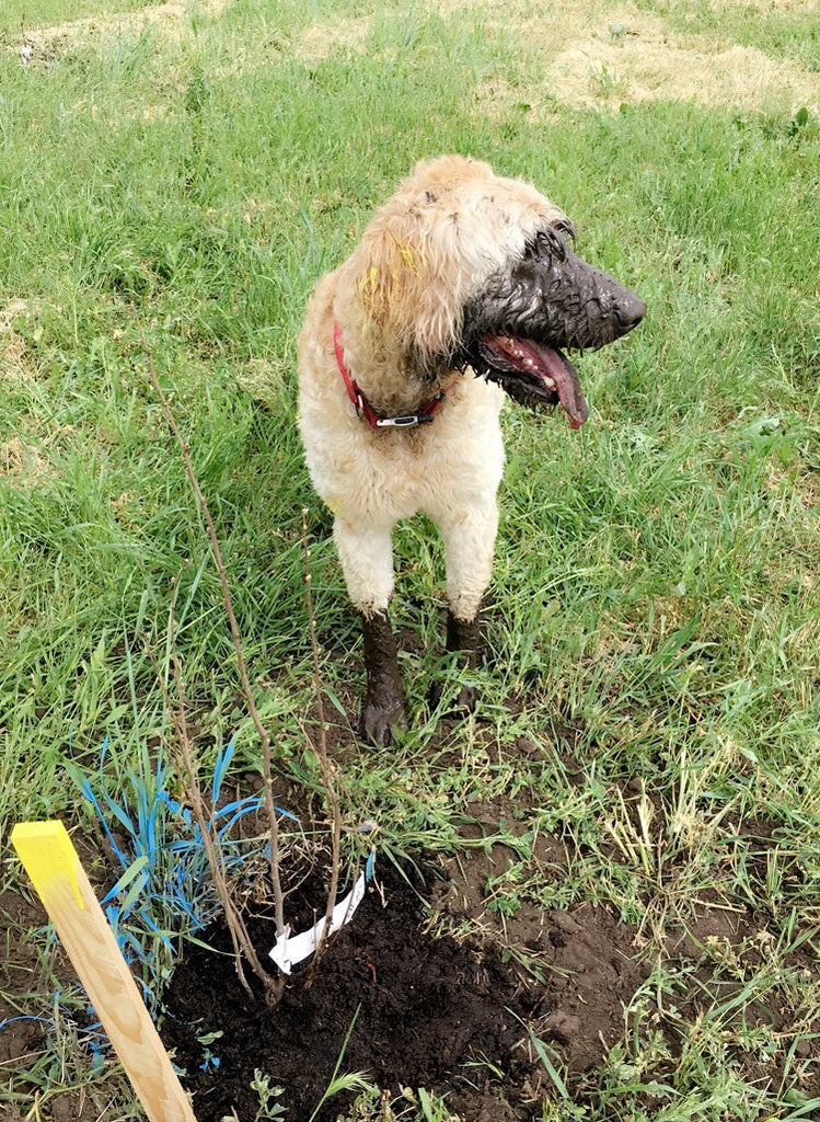 The Dog Days of Summer - Part 2