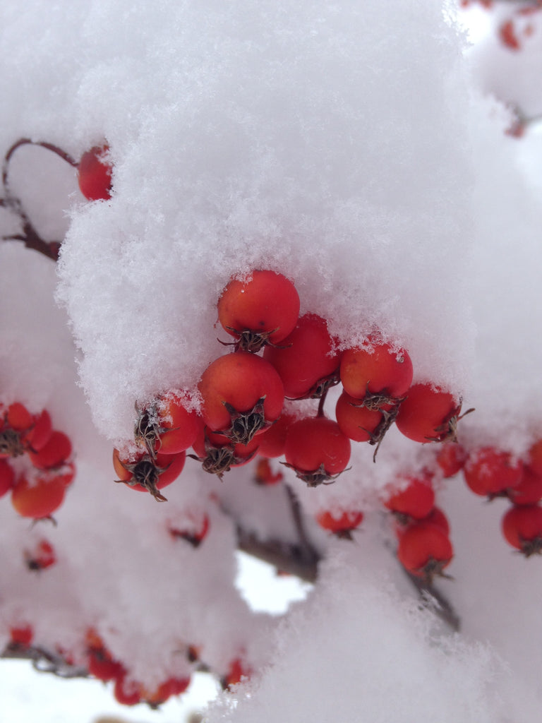 Emergency! Snow! Rain! Wind! Shipping Delays!