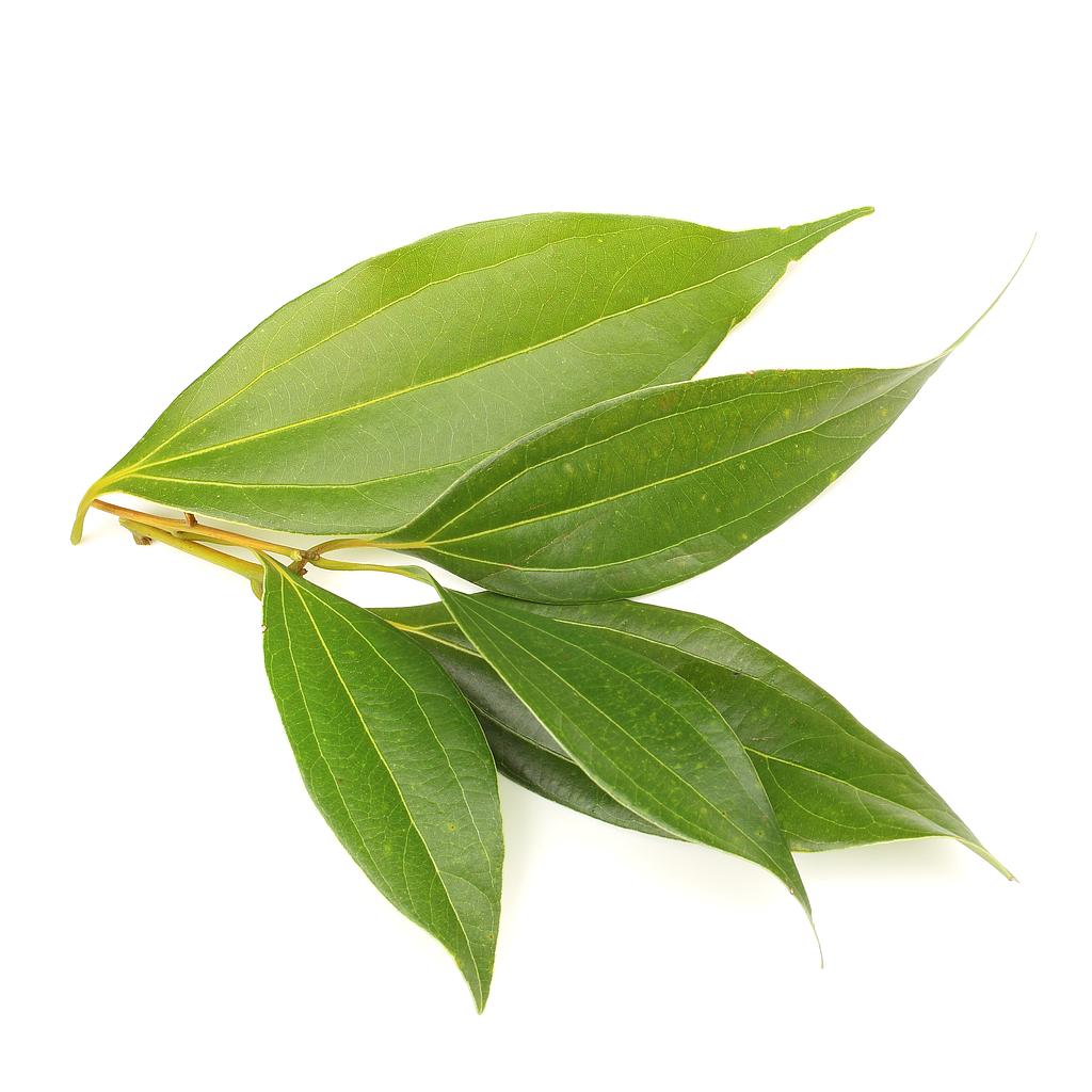 Magnolia Leaf High-Quality Essential Oil with Jojoba Oil 5ml Made with Real  Leaves from Southern Heritage Tree-Extremely Rare - Aytz Chayim Aromatherapy