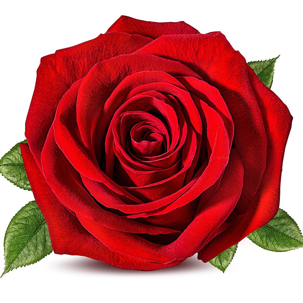 Red Rose Fragrance Oils For Wholesale